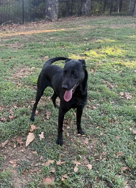Enlarge Millie, a Adopted Black Labrador Retriever in Corsicana, TX image 3/5