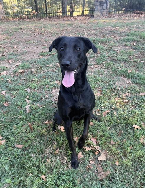 Millie, Adopted, Young Female Black Labrador Retriever.