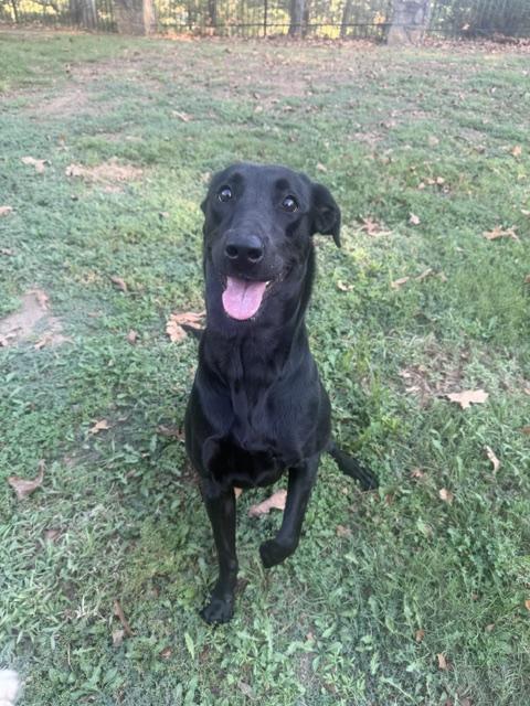 Enlarge Millie, a Adopted Black Labrador Retriever in Corsicana, TX image 5/5