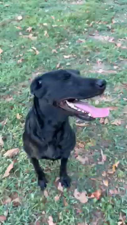 Enlarge Millie, a Adopted Black Labrador Retriever in Corsicana, TX video 1/5