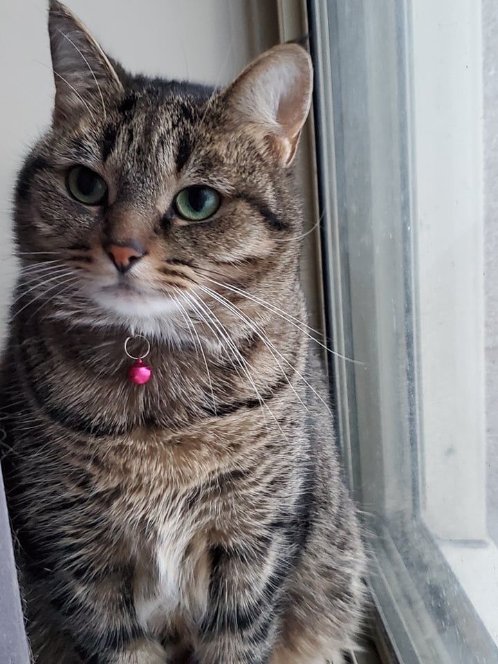 Enlarge Tygsley, a Adoptable Domestic Short Hair in Chatham, ON image 1/4