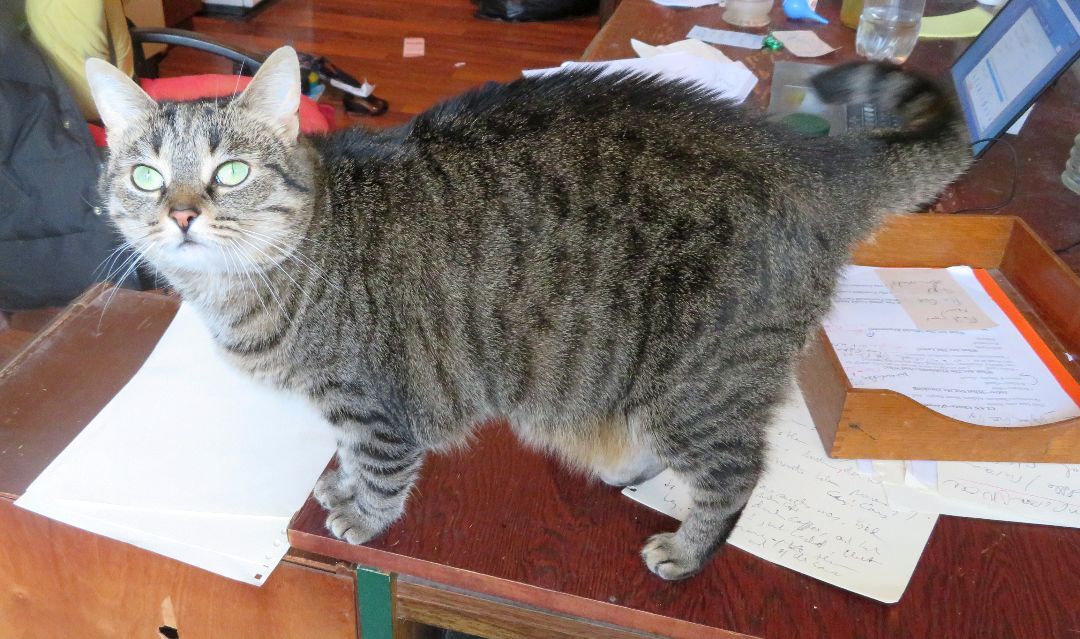 Enlarge Tygsley, a Adoptable Domestic Short Hair in Chatham, ON image 3/4