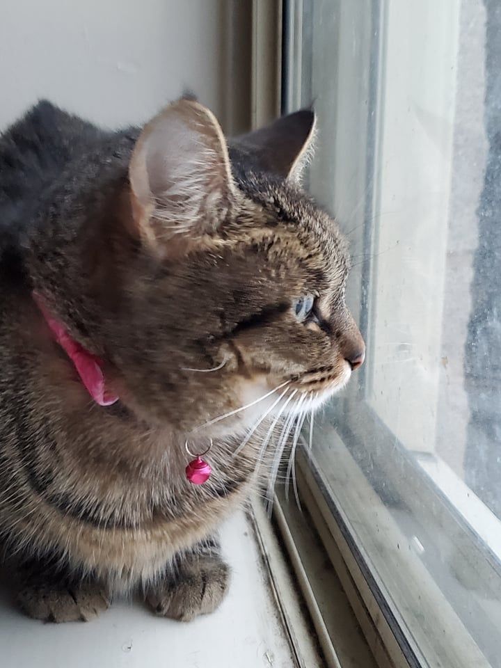 Enlarge Tygsley, a Adoptable Domestic Short Hair in Chatham, ON image 4/4