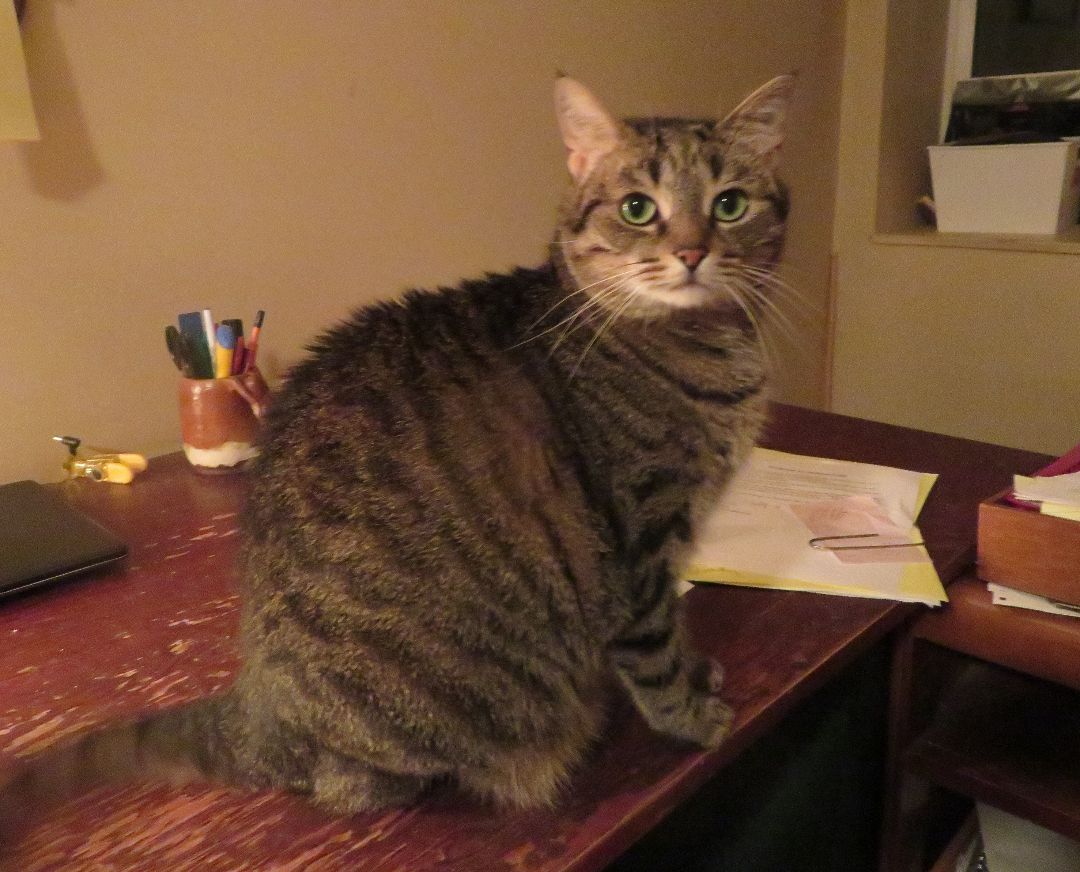 Enlarge Tygsley, a Adoptable Domestic Short Hair in Chatham, ON image 2/4