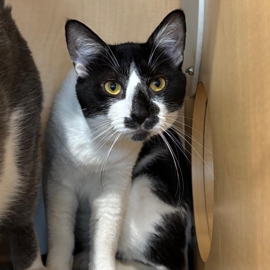 Enlarge Raven, a Adoptable Domestic Short Hair in Washington Township, OH image 1/4