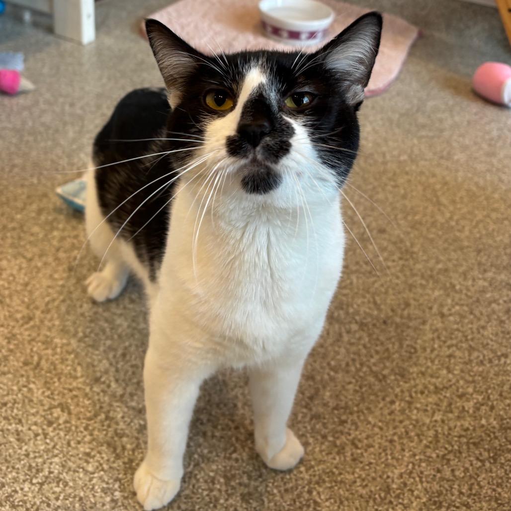 Enlarge Raven, a Adoptable Domestic Short Hair in Washington Township, OH image 2/4