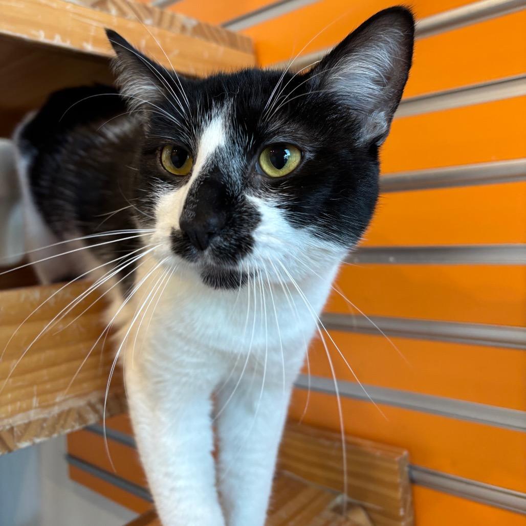 Enlarge Raven, a Adoptable Domestic Short Hair in Washington Township, OH image 3/4