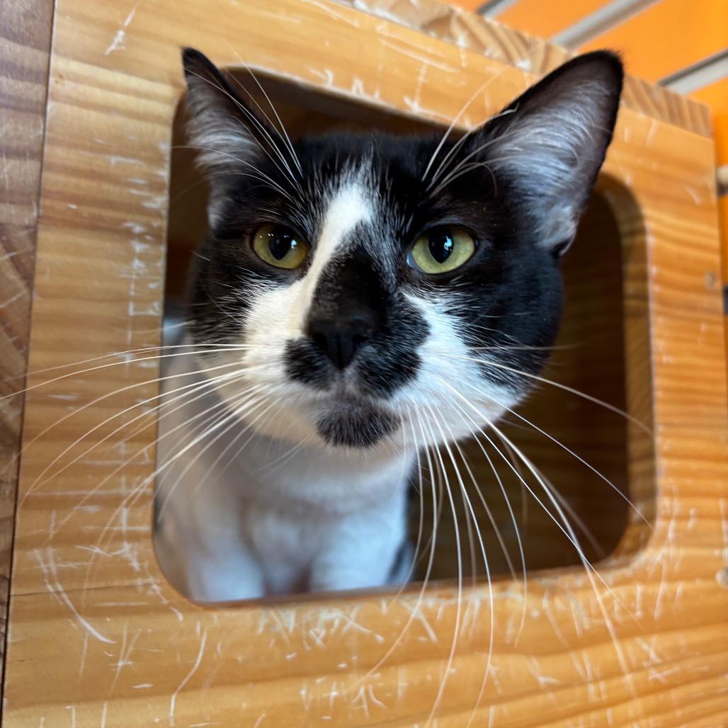 Enlarge Raven, a Adoptable Domestic Short Hair in Washington Township, OH image 4/4