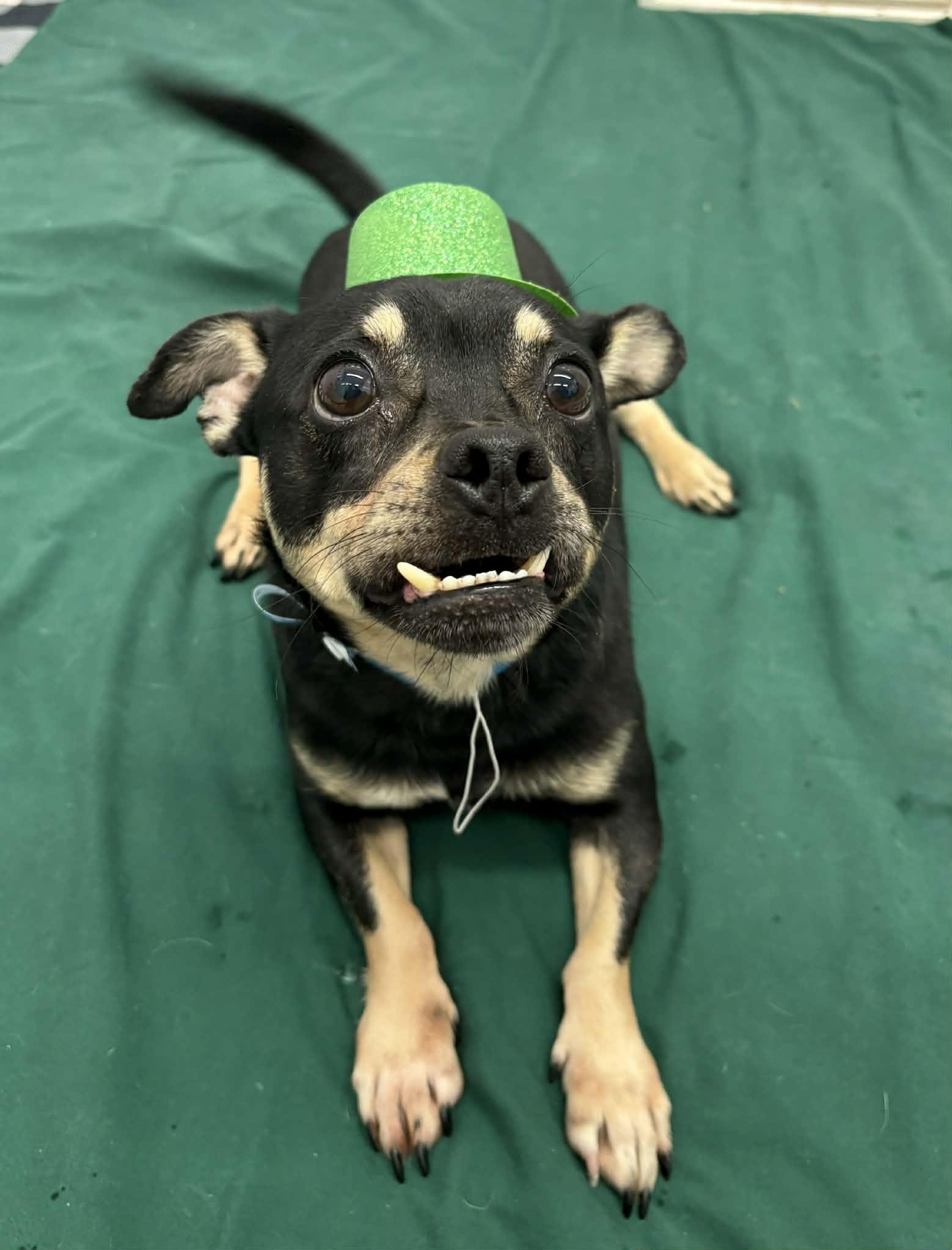 Enlarge Clive, a Adoptable mixed breed in Oxford, MI image 1/3