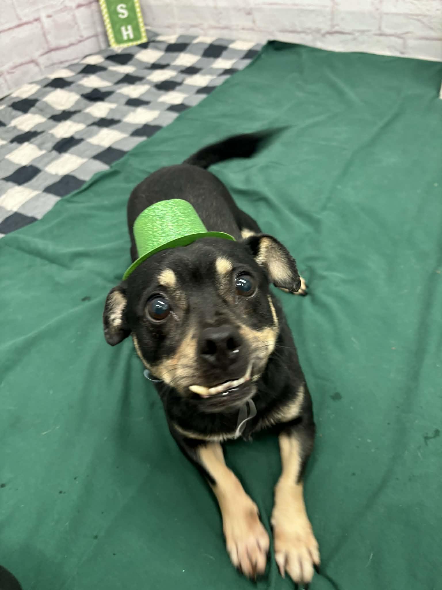 Enlarge Clive, a Adoptable mixed breed in Oxford, MI image 2/3