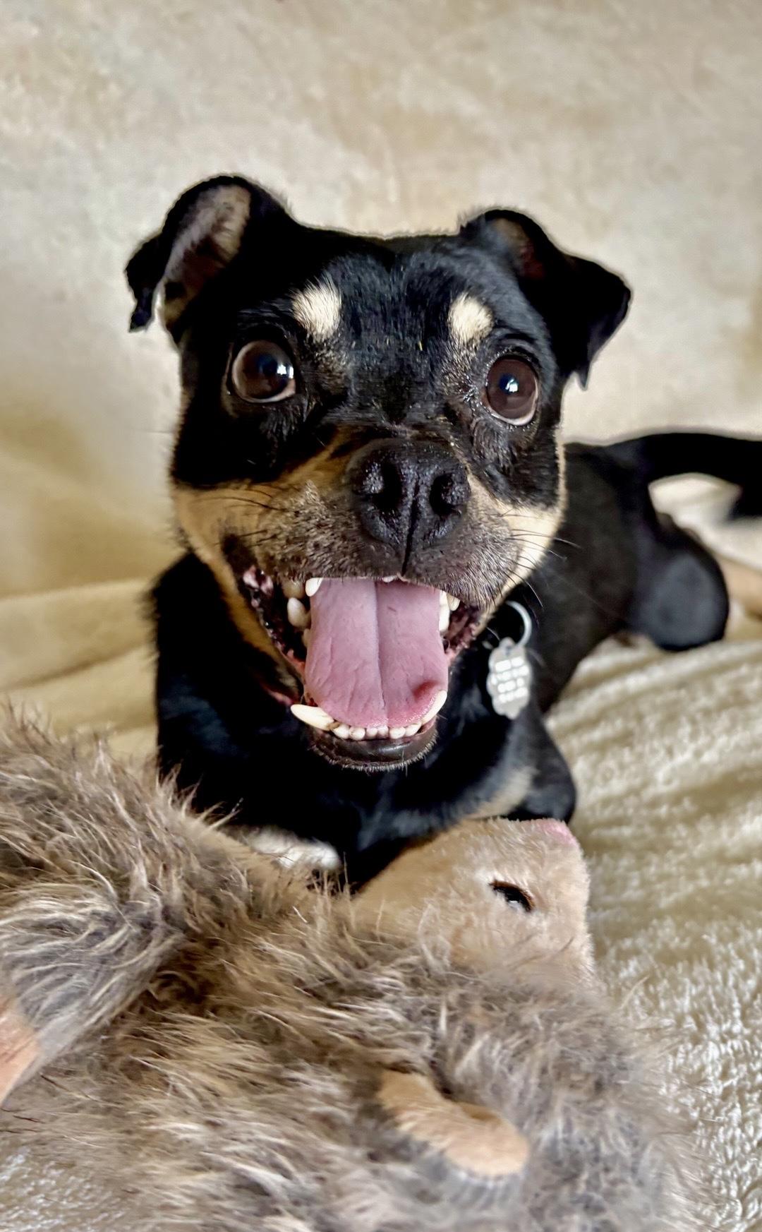 Clive, Adoptable, Adult Male Chihuahua & Mixed Breed.