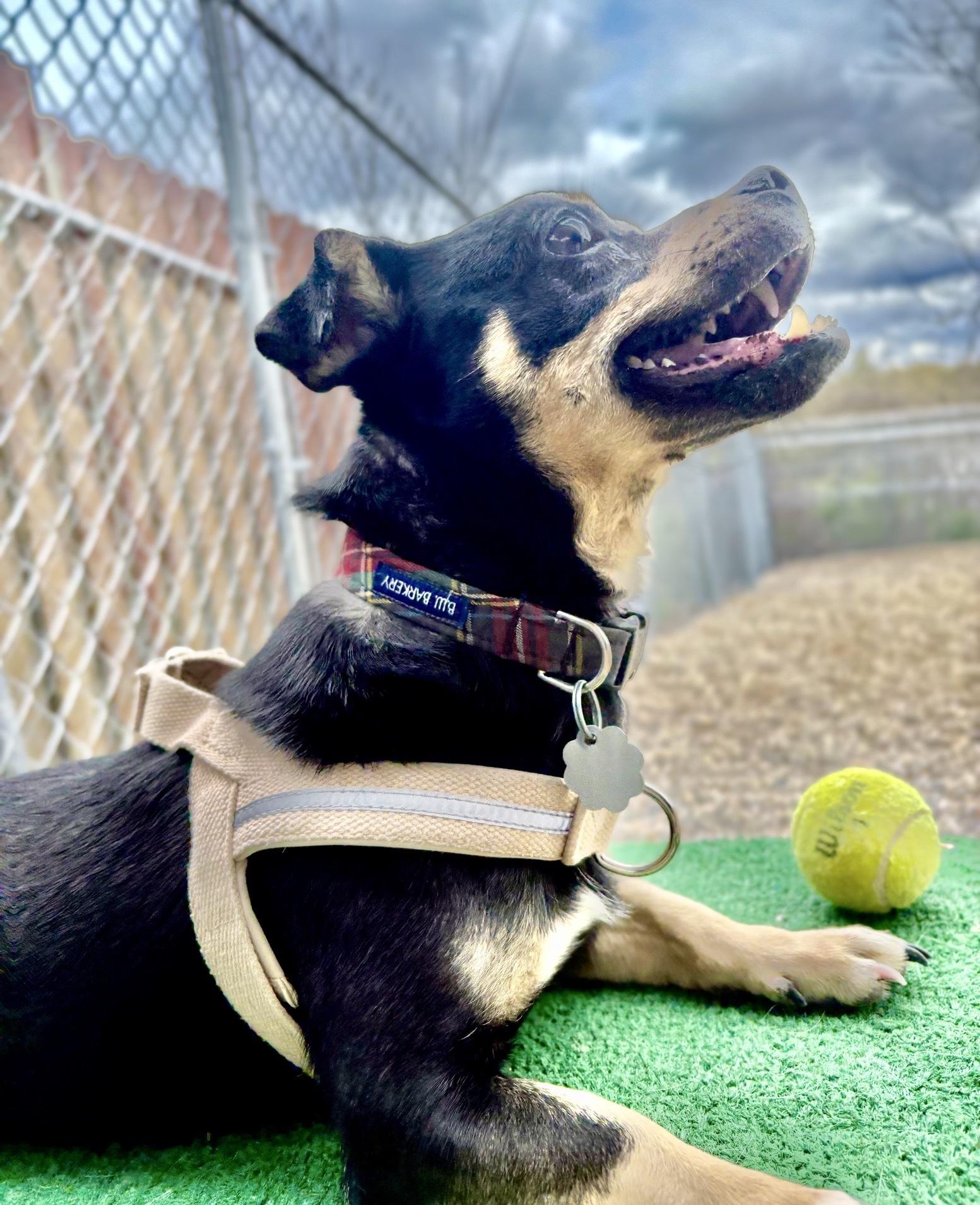Enlarge Clive, a Adoptable mixed breed in Oxford, MI image 4/4