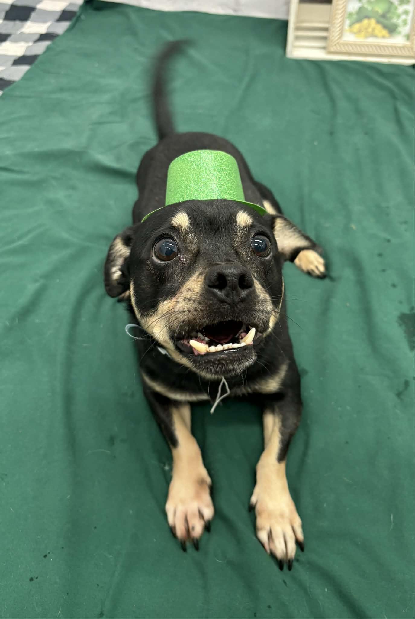 Enlarge Clive, a Adoptable mixed breed in Oxford, MI image 3/3