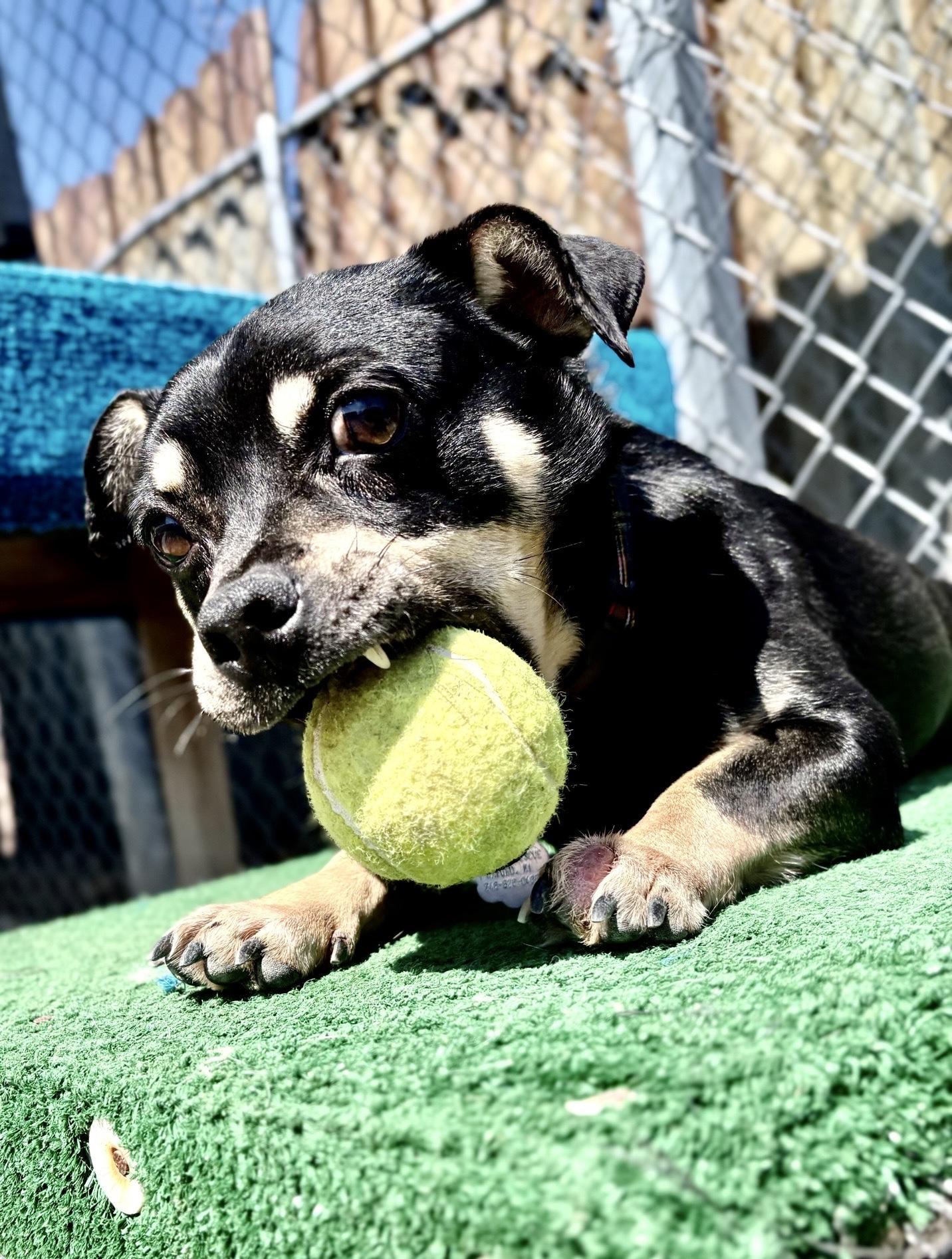 Enlarge Clive, a Adoptable mixed breed in Oxford, MI image 2/3
