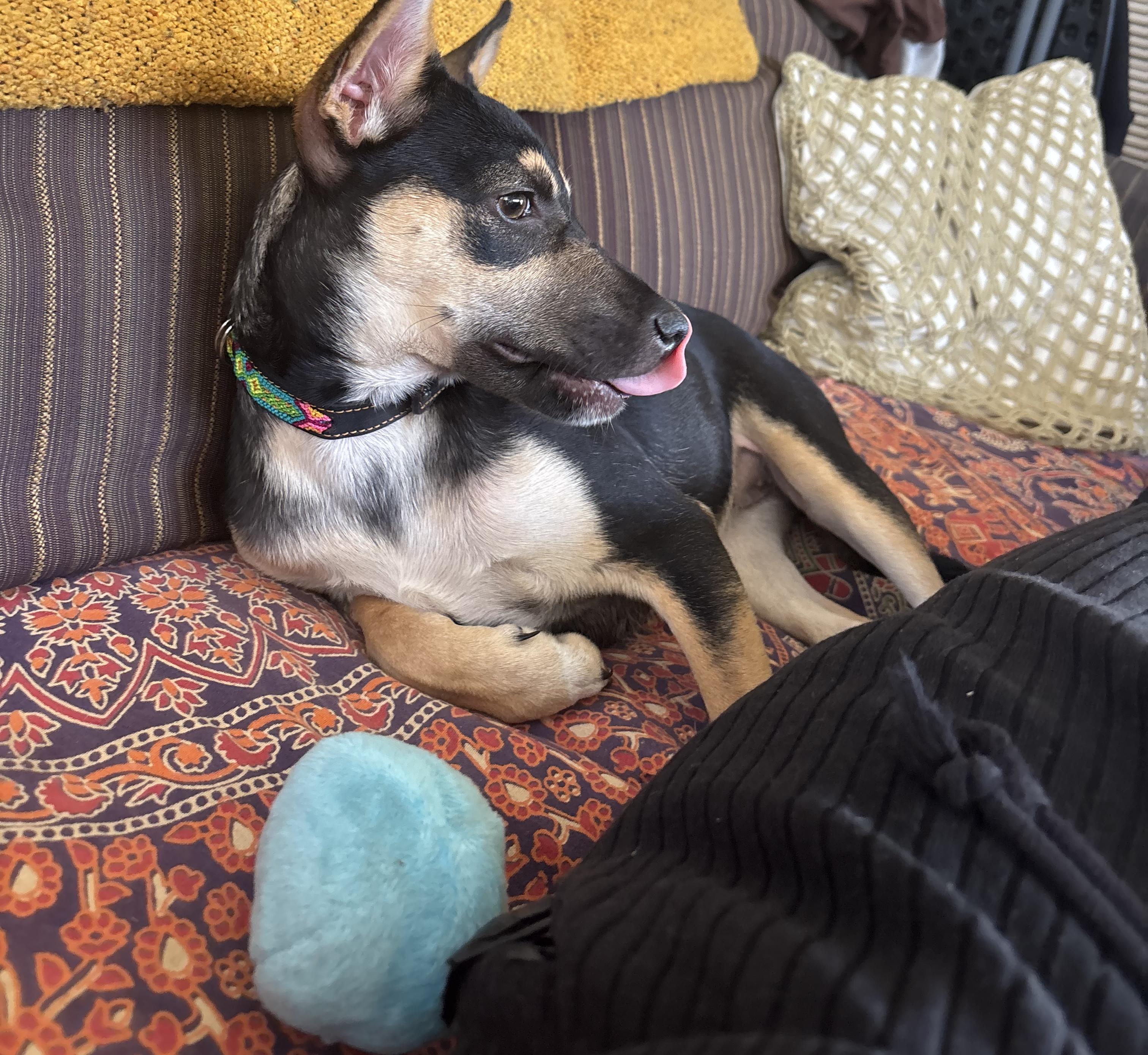 Luna, Adoptable, Puppy Female Miniature Pinscher & Jack Russell Terrier.