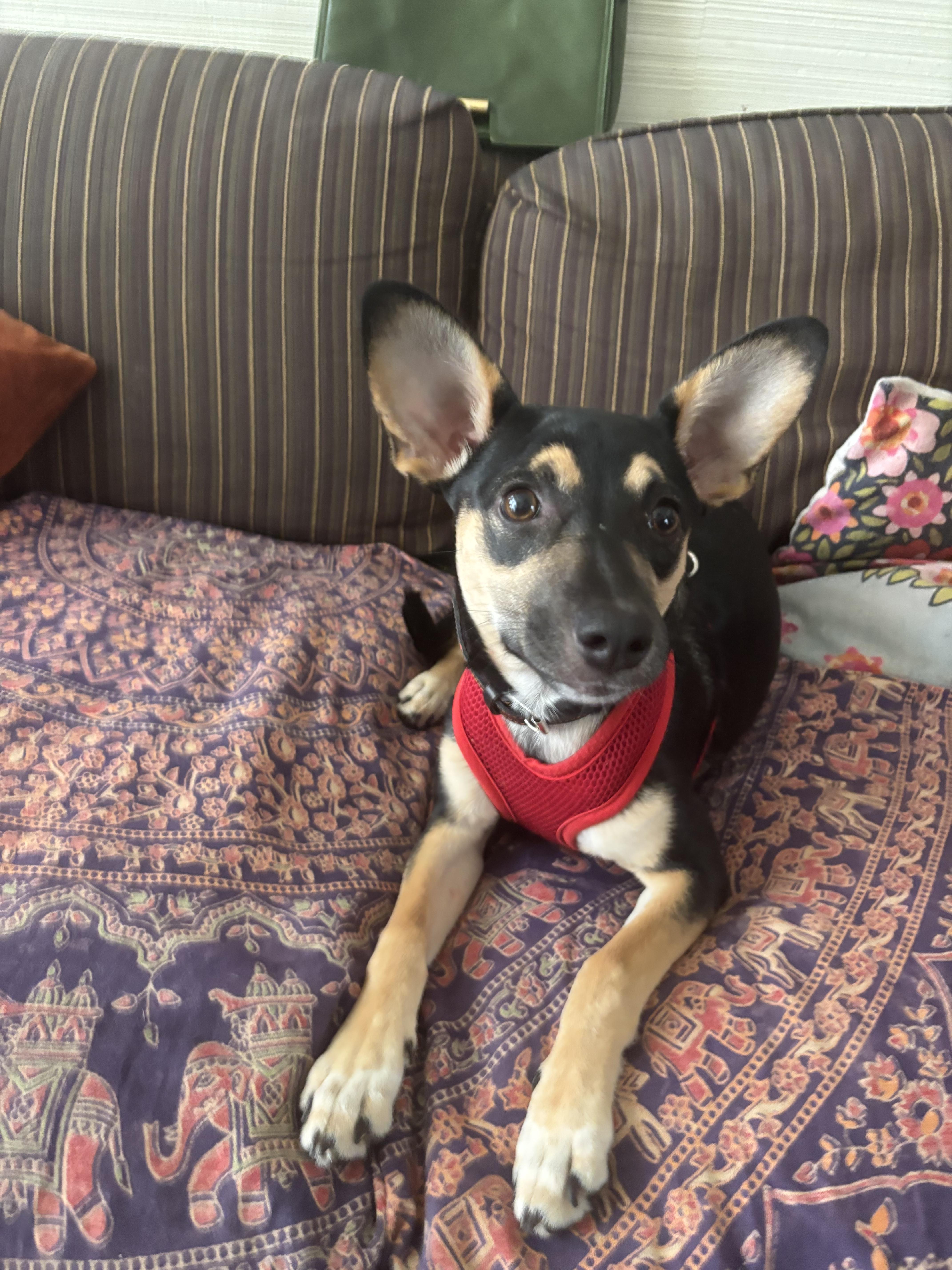 Luna, a Adoptable mixed breed in Chula Vista, CA image 2/5