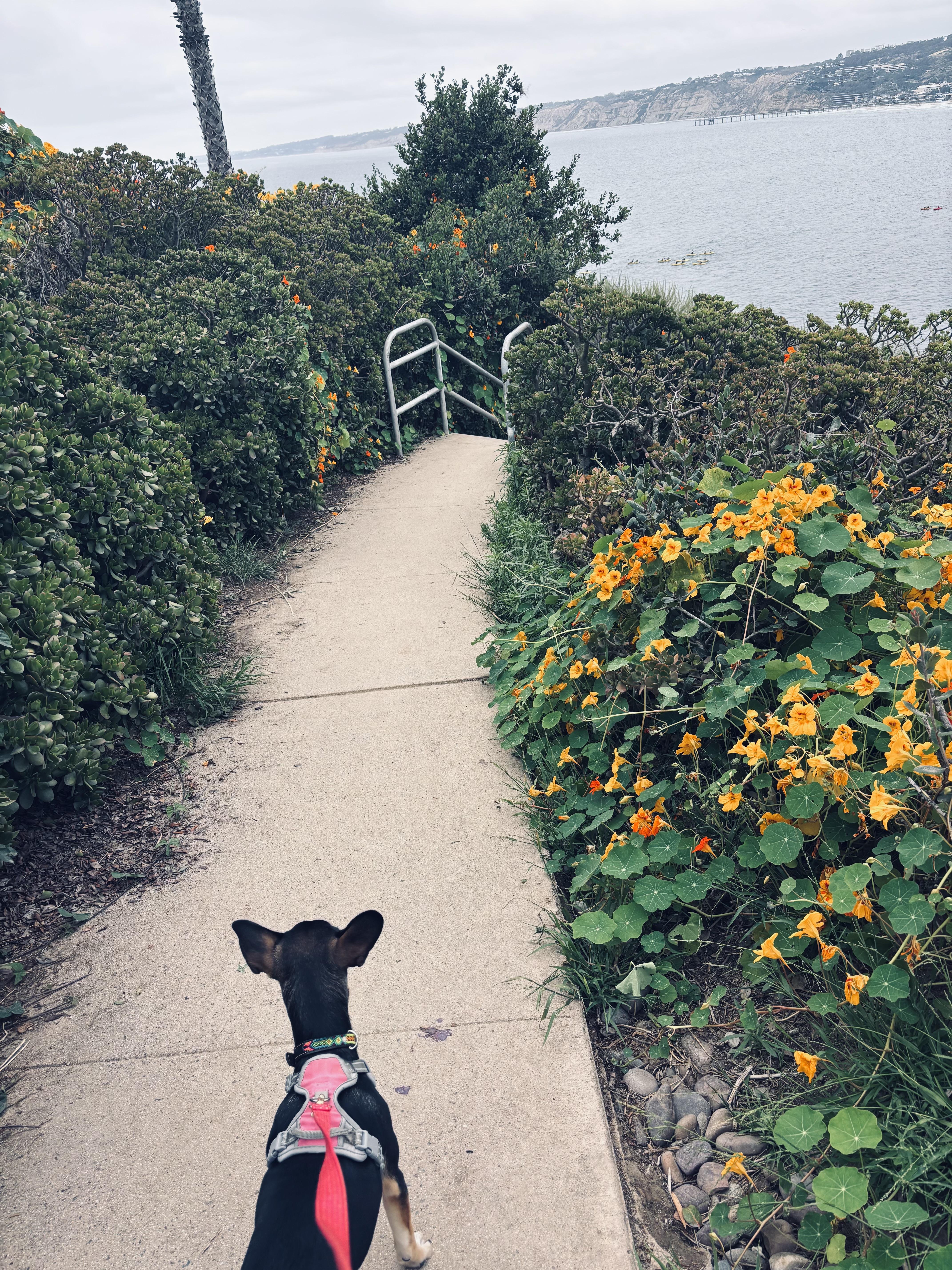 Luna, a Adoptable mixed breed in Chula Vista, CA image 3/5