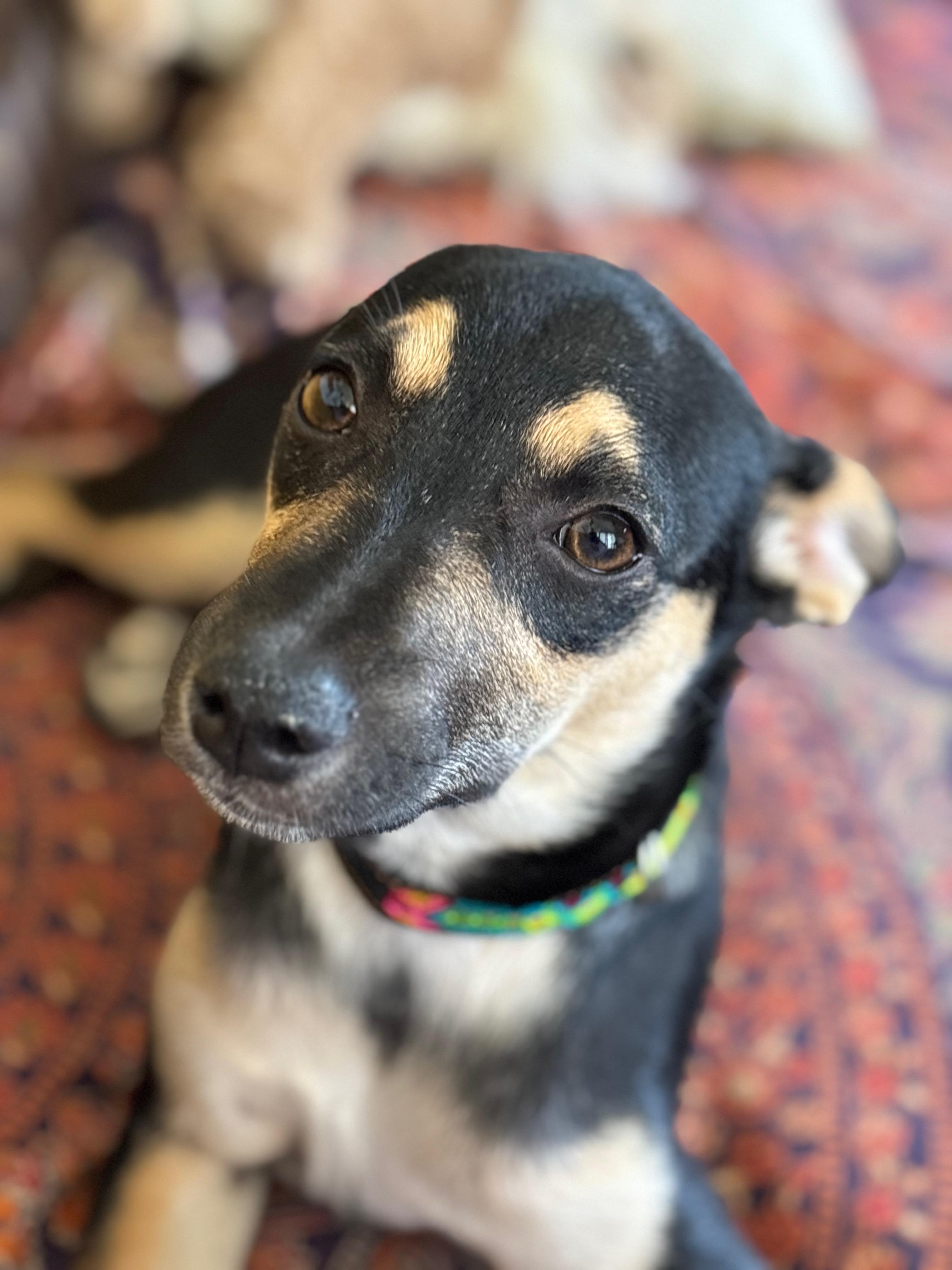 Luna, a Adoptable mixed breed in Chula Vista, CA image 4/5