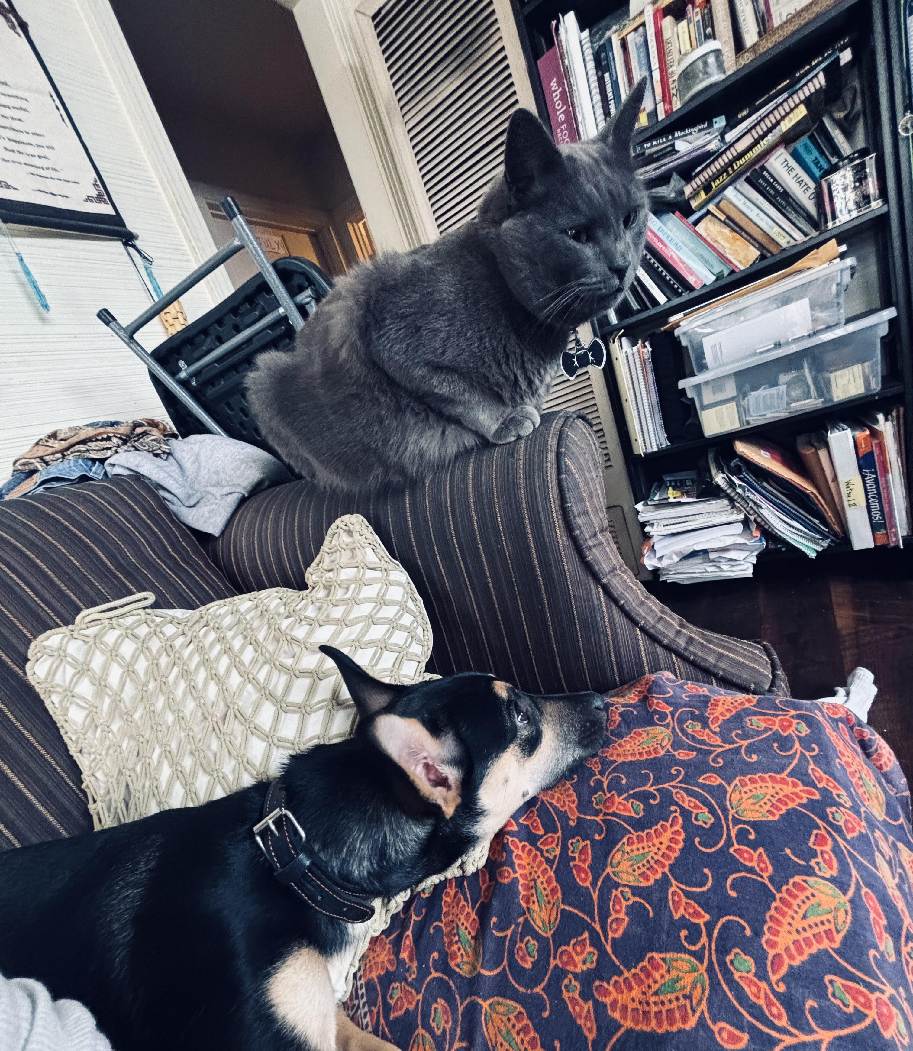 Luna, a Adoptable mixed breed in Chula Vista, CA image 5/5