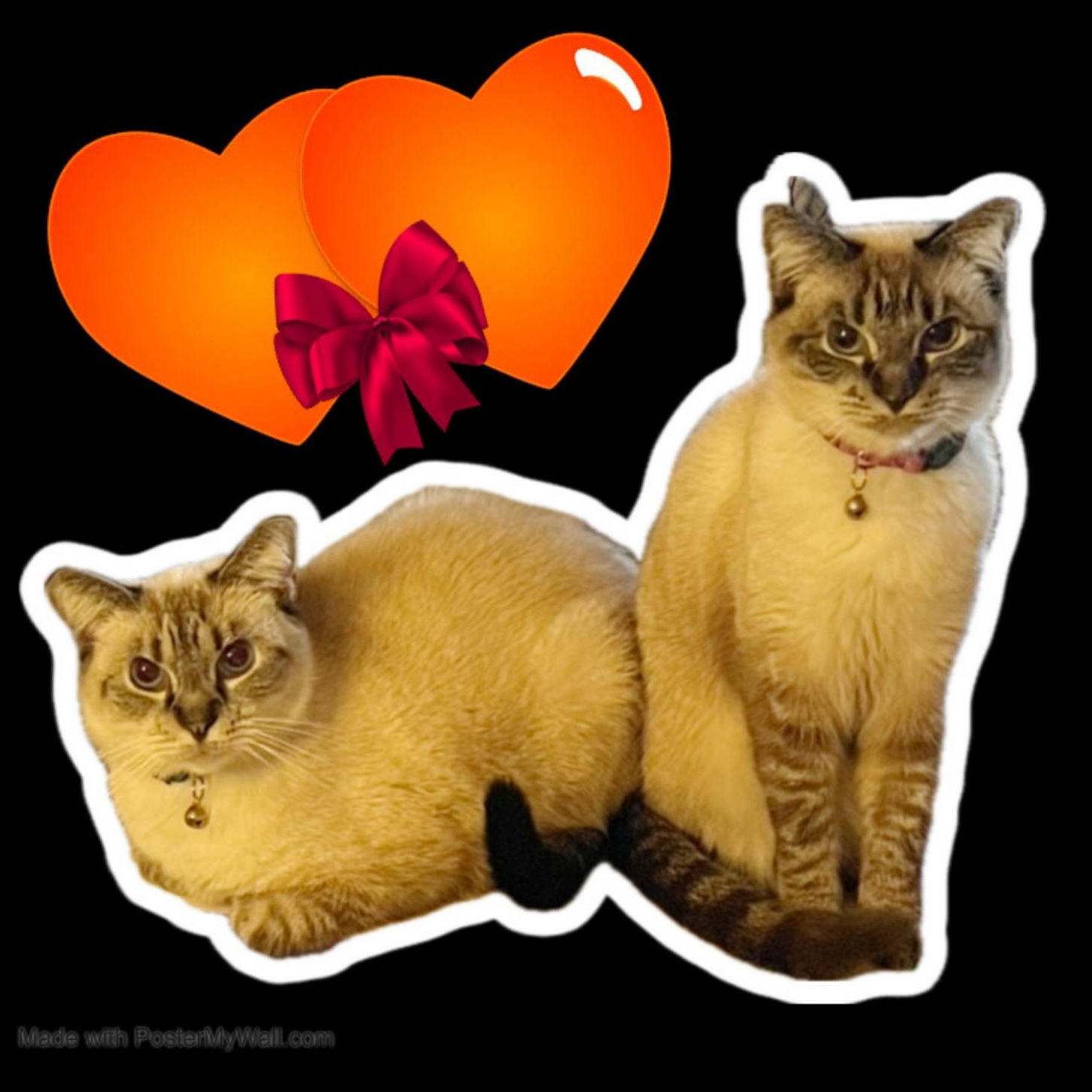 COCO & CHANEL Siamese, an adoptable Siamese, Snowshoe in Torrance, CA, 90503 | Photo Image 2