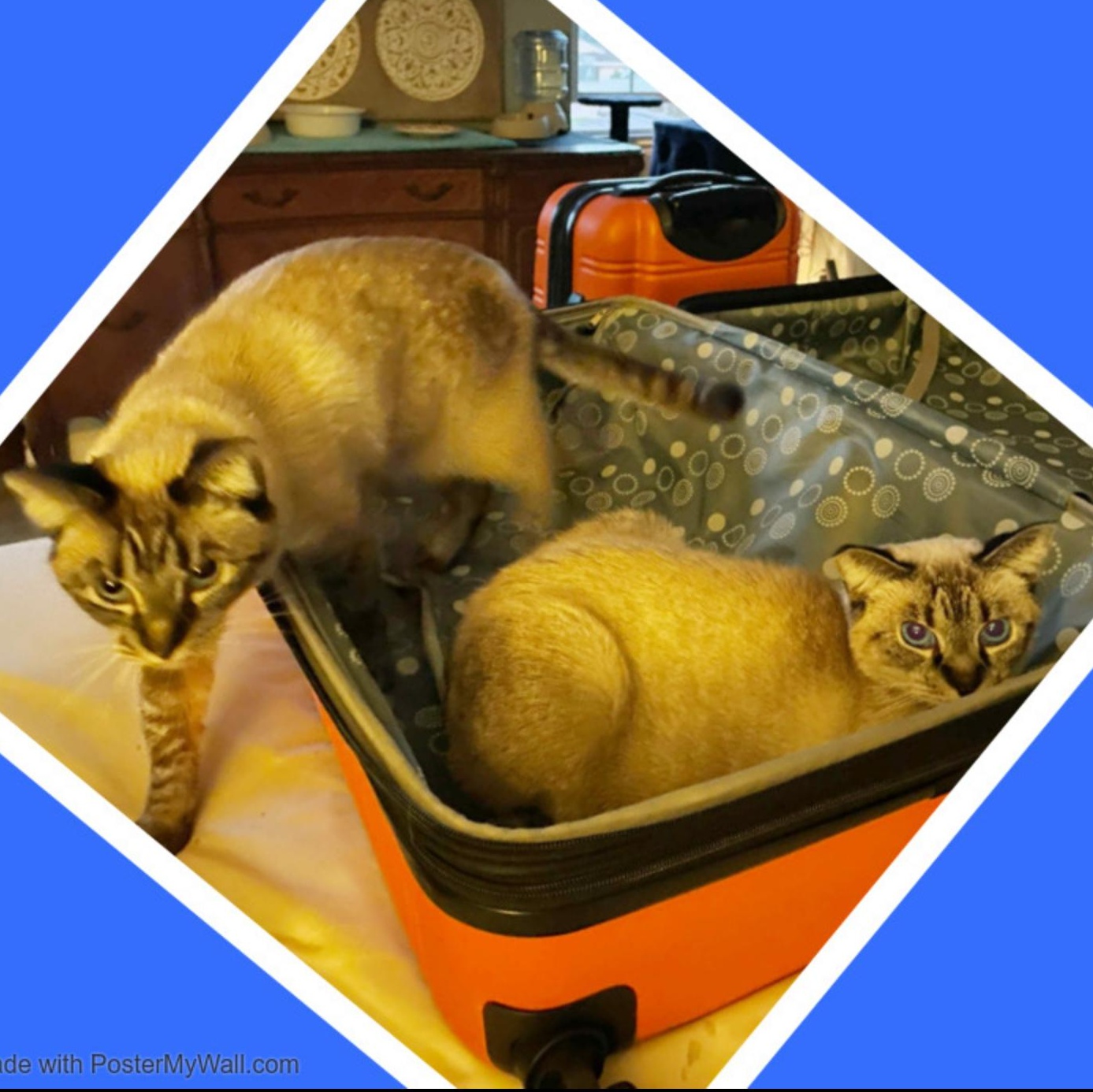 COCO & CHANEL Siamese, an adoptable Siamese, Snowshoe in Torrance, CA, 90503 | Photo Image 3
