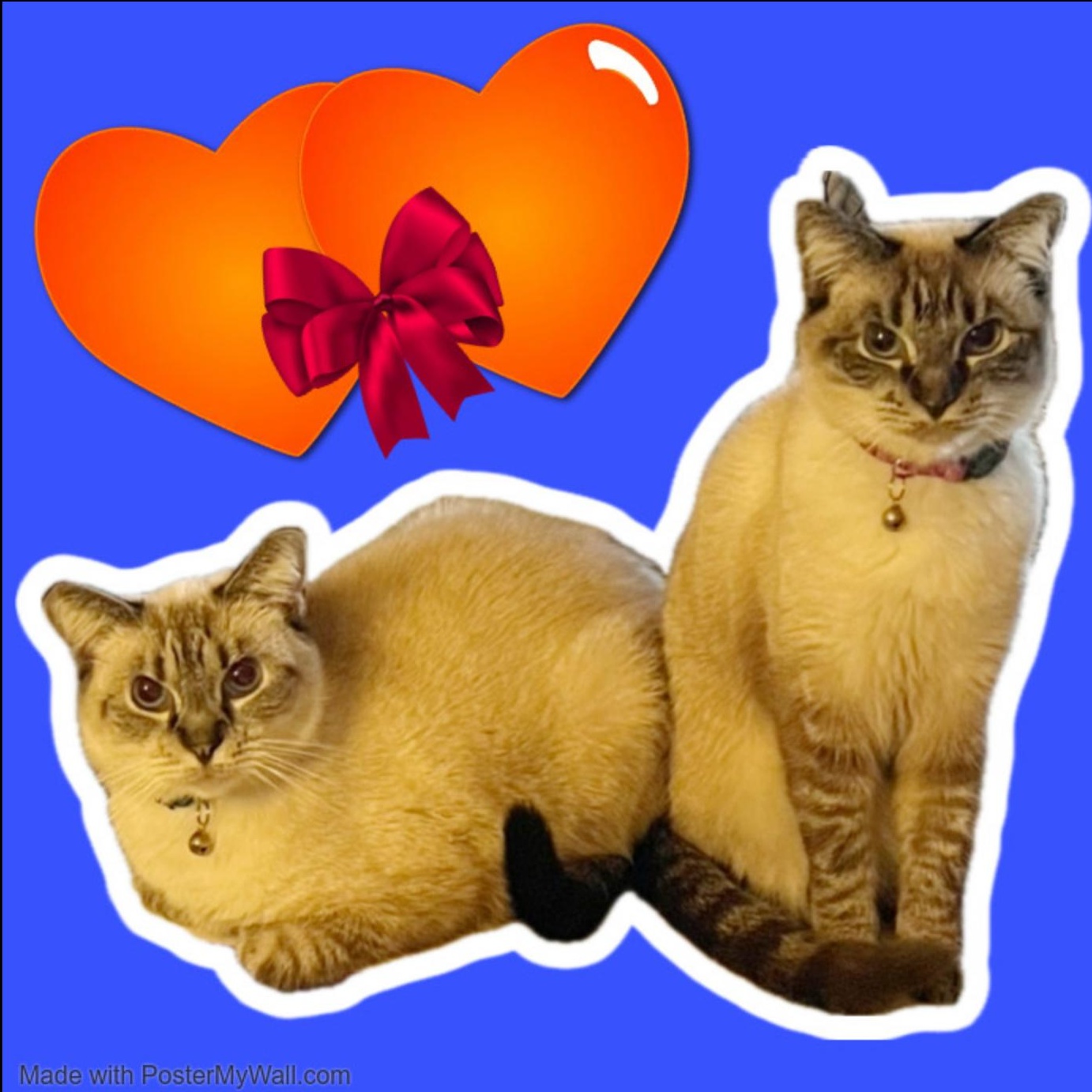 COCO & CHANEL Siamese, an adoptable Siamese, Snowshoe in Torrance, CA, 90503 | Photo Image 1
