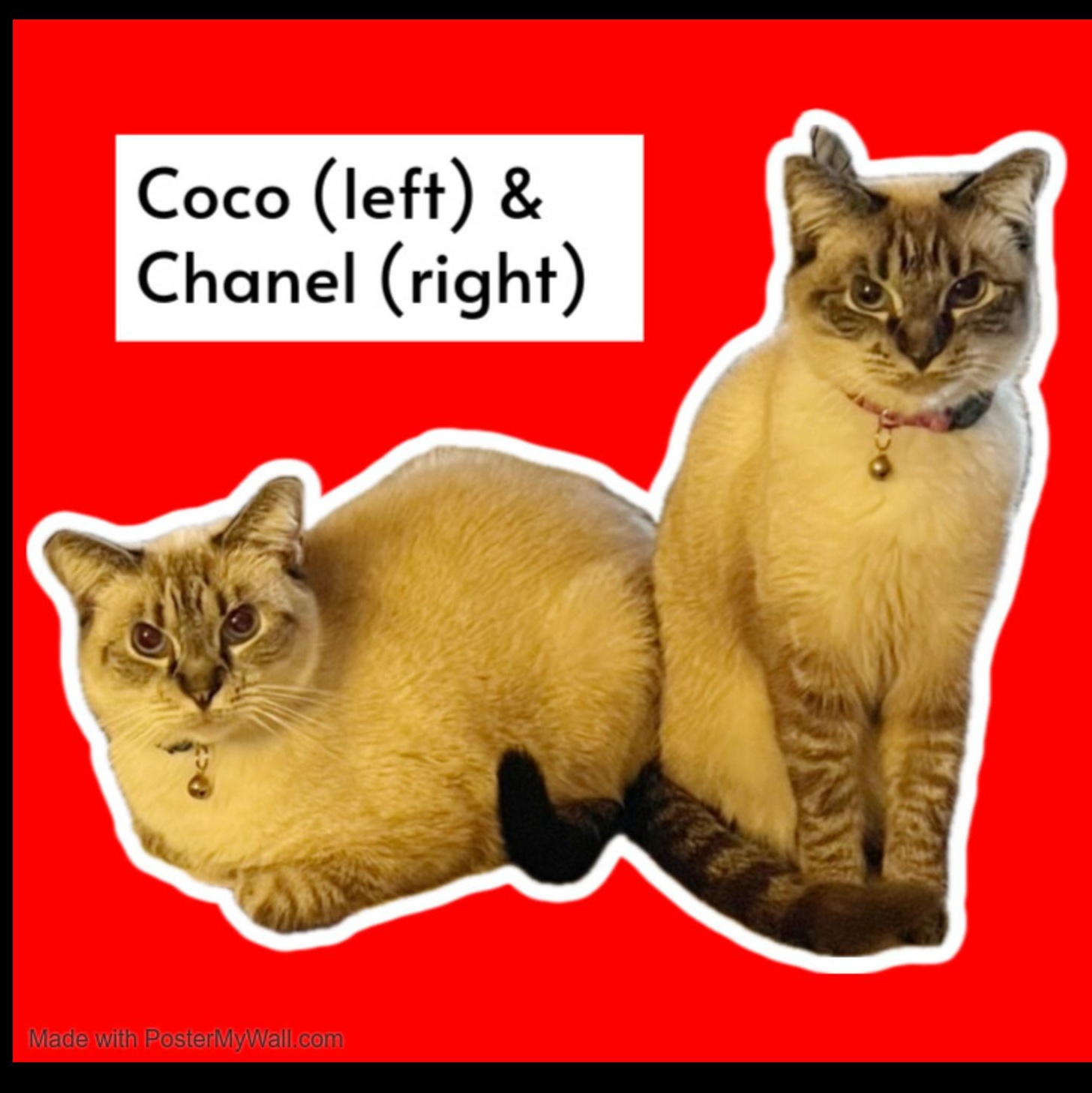 COCO & CHANEL Siamese, an adoptable Siamese, Snowshoe in Torrance, CA, 90503 | Photo Image 4