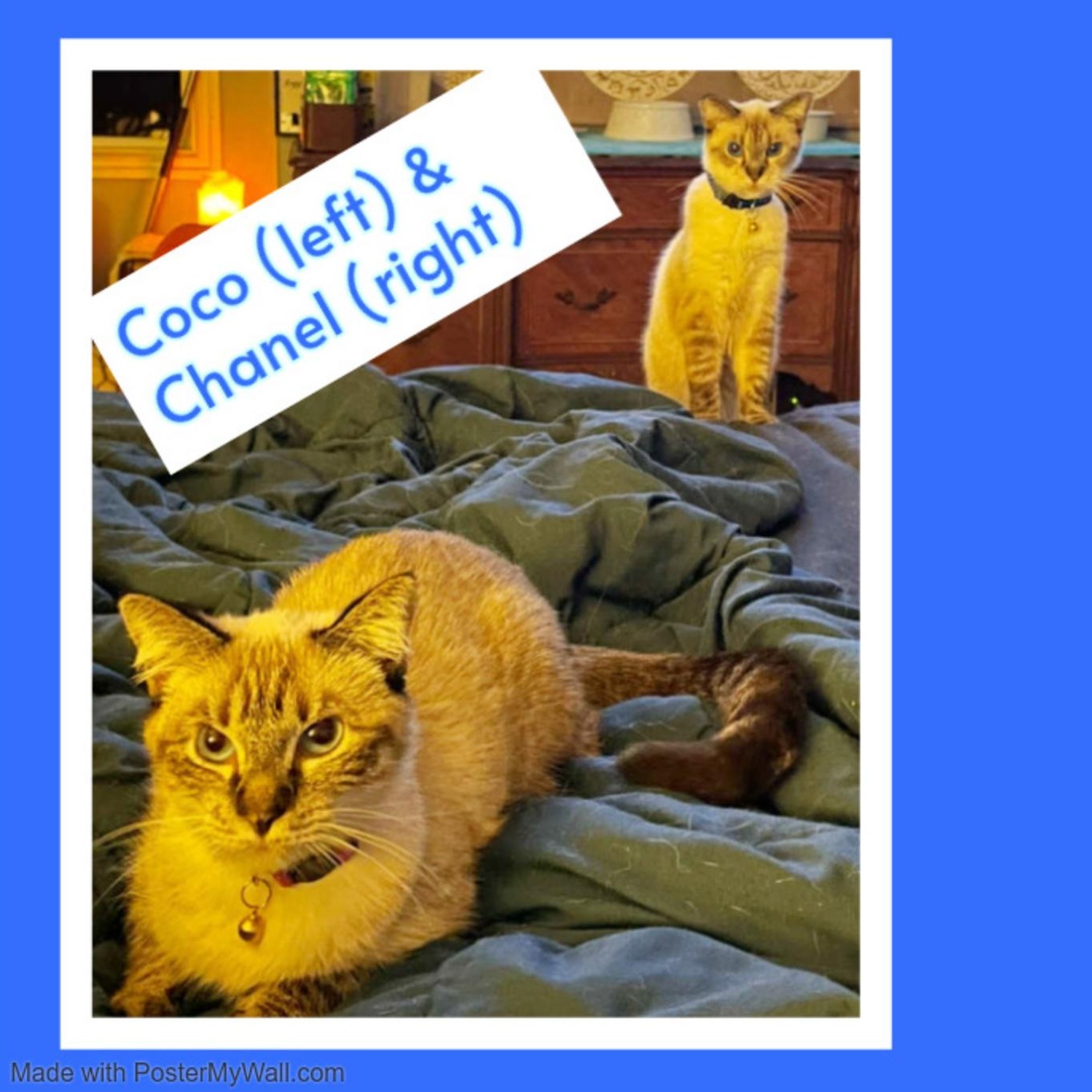 COCO & CHANEL Siamese, an adoptable Siamese, Snowshoe in Torrance, CA, 90503 | Photo Image 5