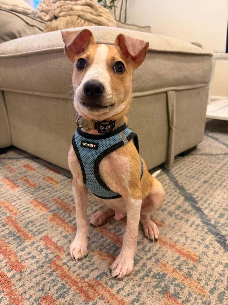 Enlarge Pete (AL), a Adoptable Jack Russell Terrier in New York, NY image 2/3