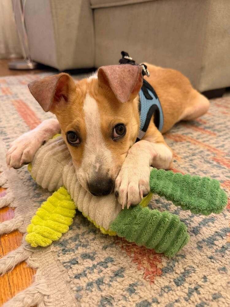 Enlarge Pete (AL), a Adoptable Jack Russell Terrier in New York, NY image 3/3