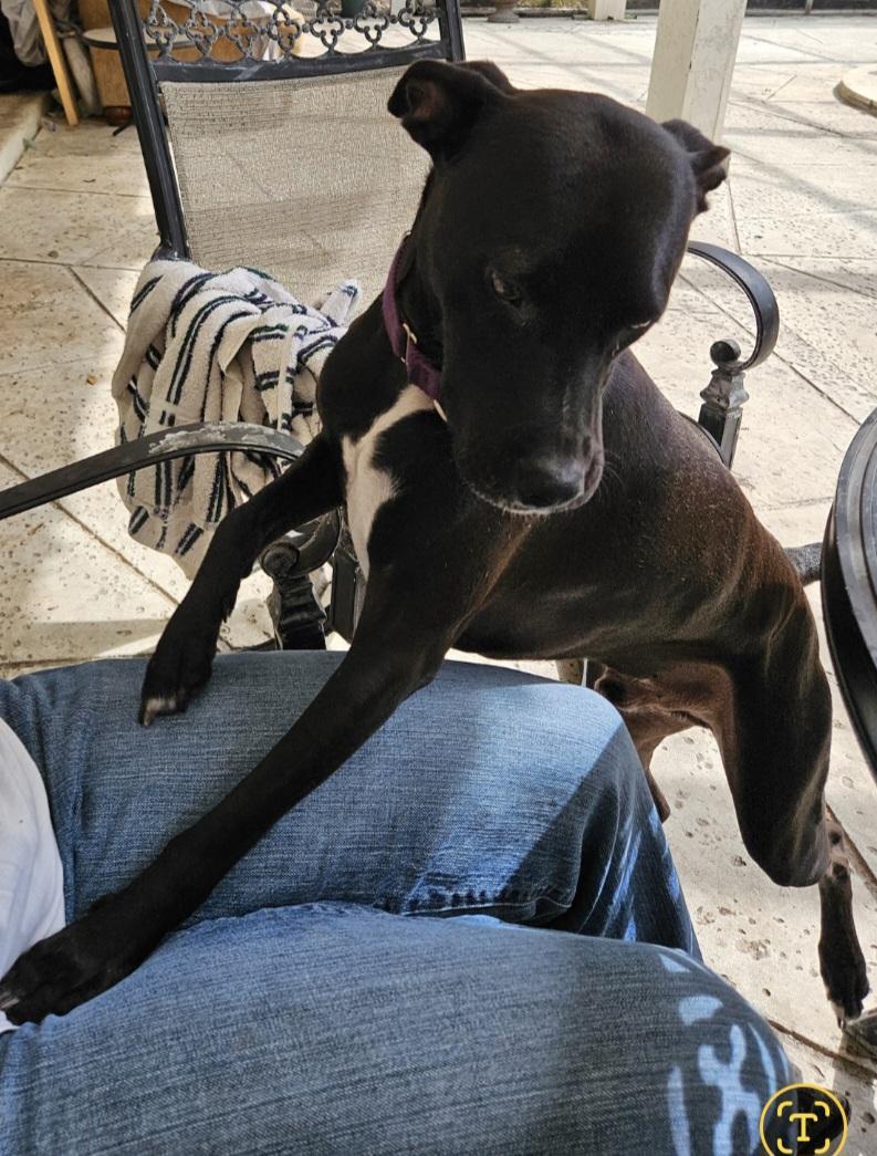 Enlarge Trick. Snuggler ADORES PEOPLE and DOGS, a Adoptable mixed breed in St. Petersburg, FL image 3/3