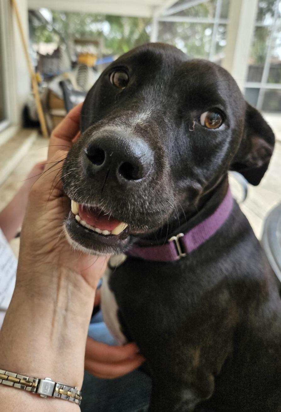 Enlarge Trick. Snuggler ADORES PEOPLE and DOGS, a Adoptable mixed breed in St. Petersburg, FL image 1/3