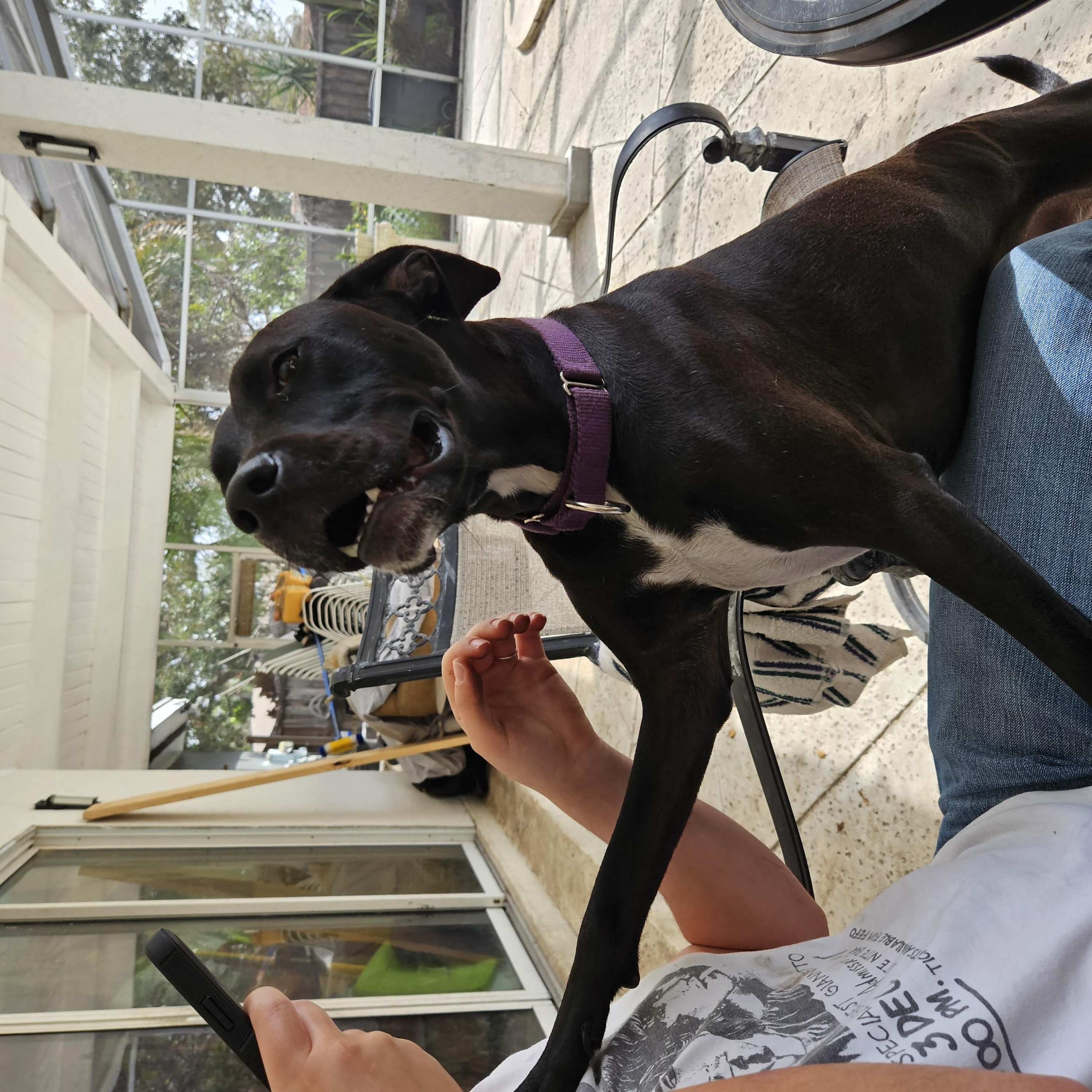 Enlarge Trick. Snuggler ADORES PEOPLE and DOGS, a Adoptable mixed breed in St. Petersburg, FL image 2/3
