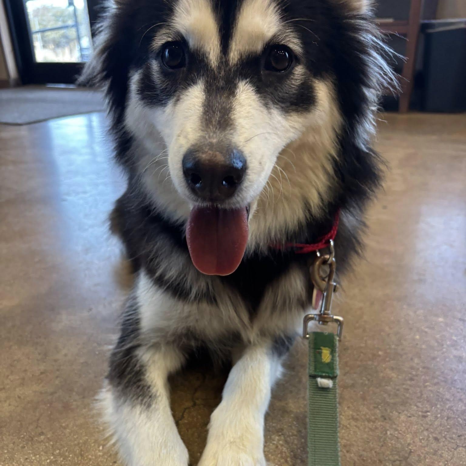 Farrah, a ADOPTABLE mixed breed in Redmond, WA image 2/6