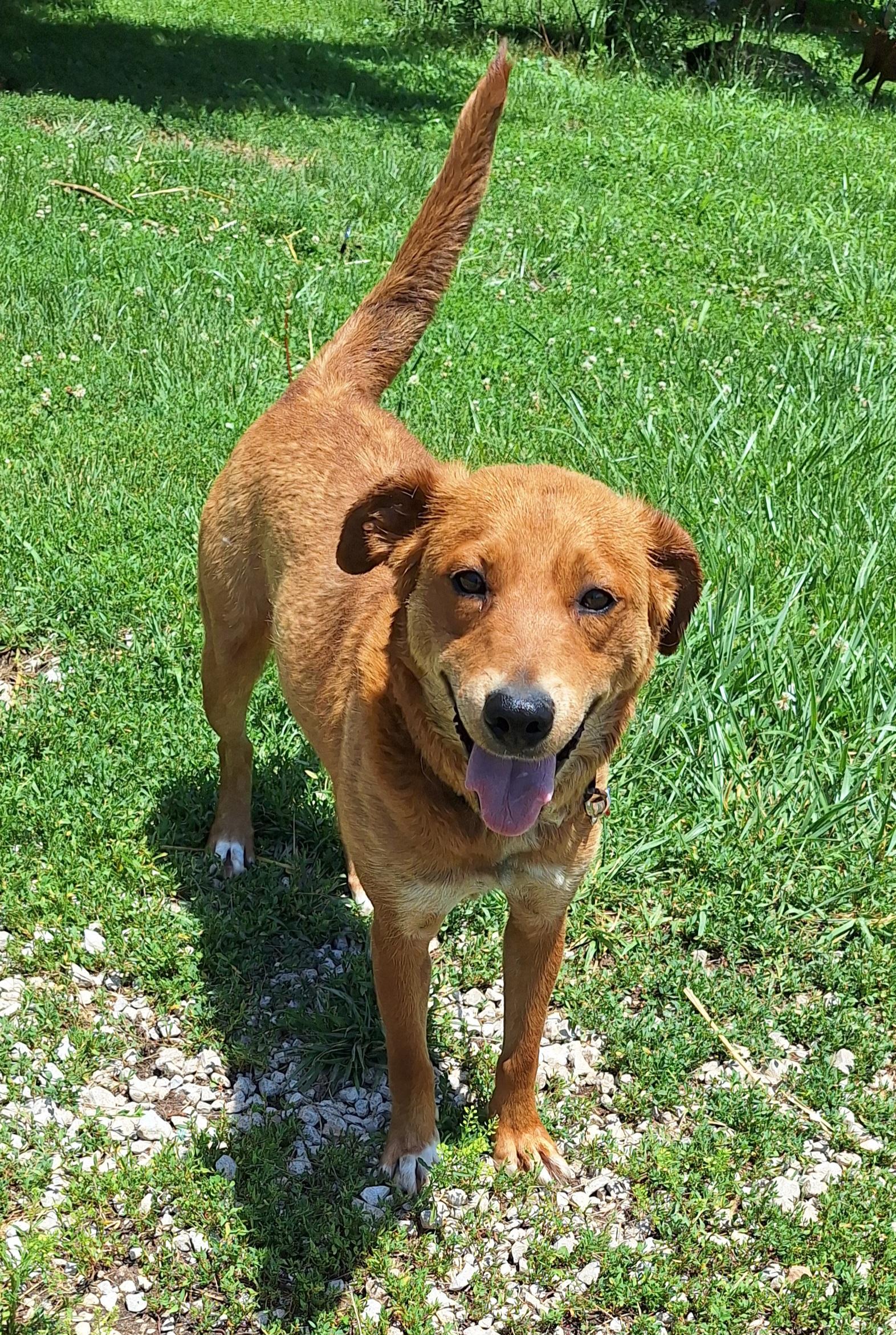Ruby, an adopted mixed breed in Stanton, KY image 3/4