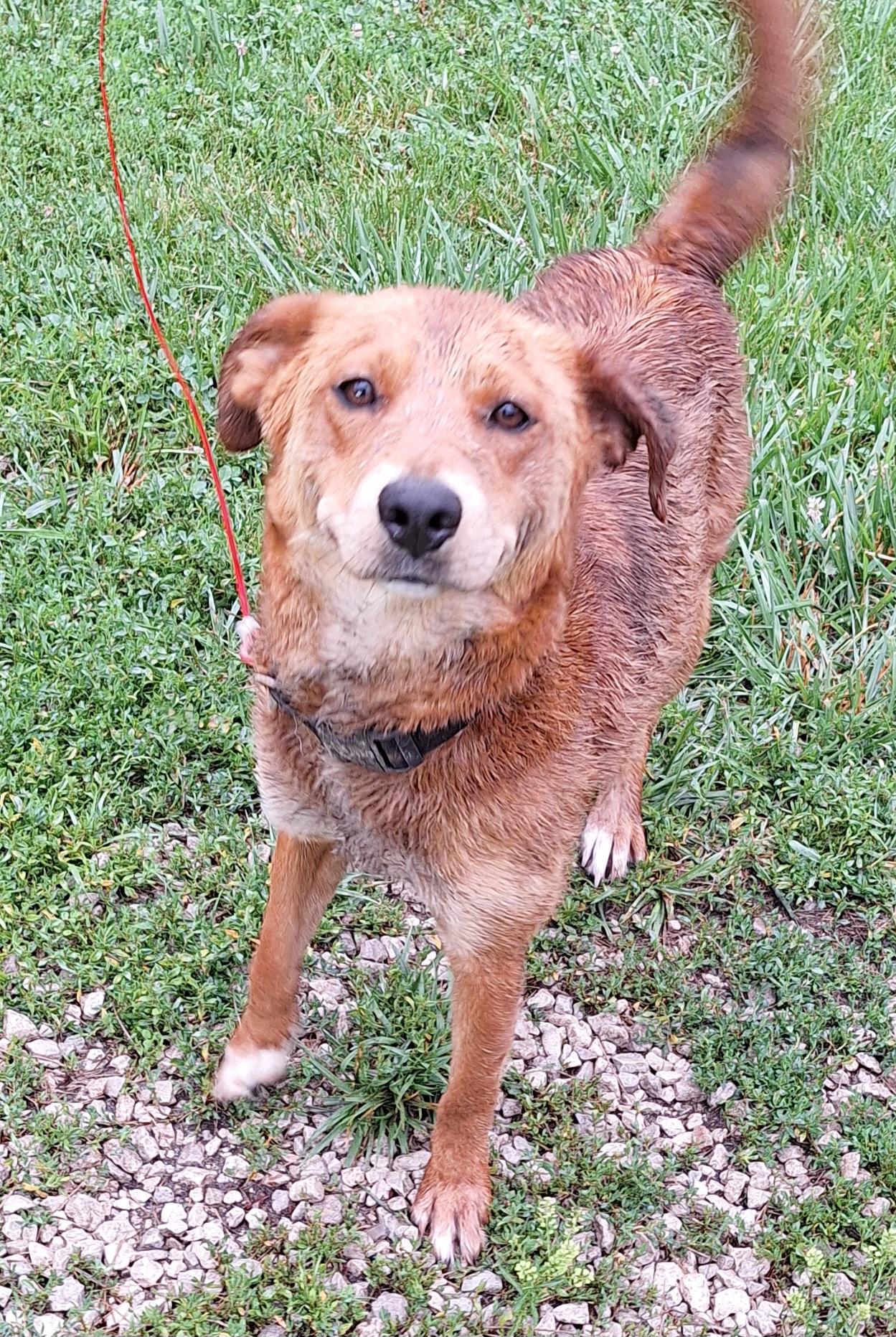 Ruby, an adopted mixed breed in Stanton, KY image 4/4