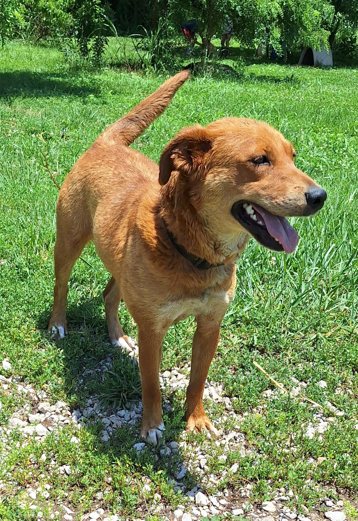 Ruby, an adopted mixed breed in Stanton, KY image 2/4