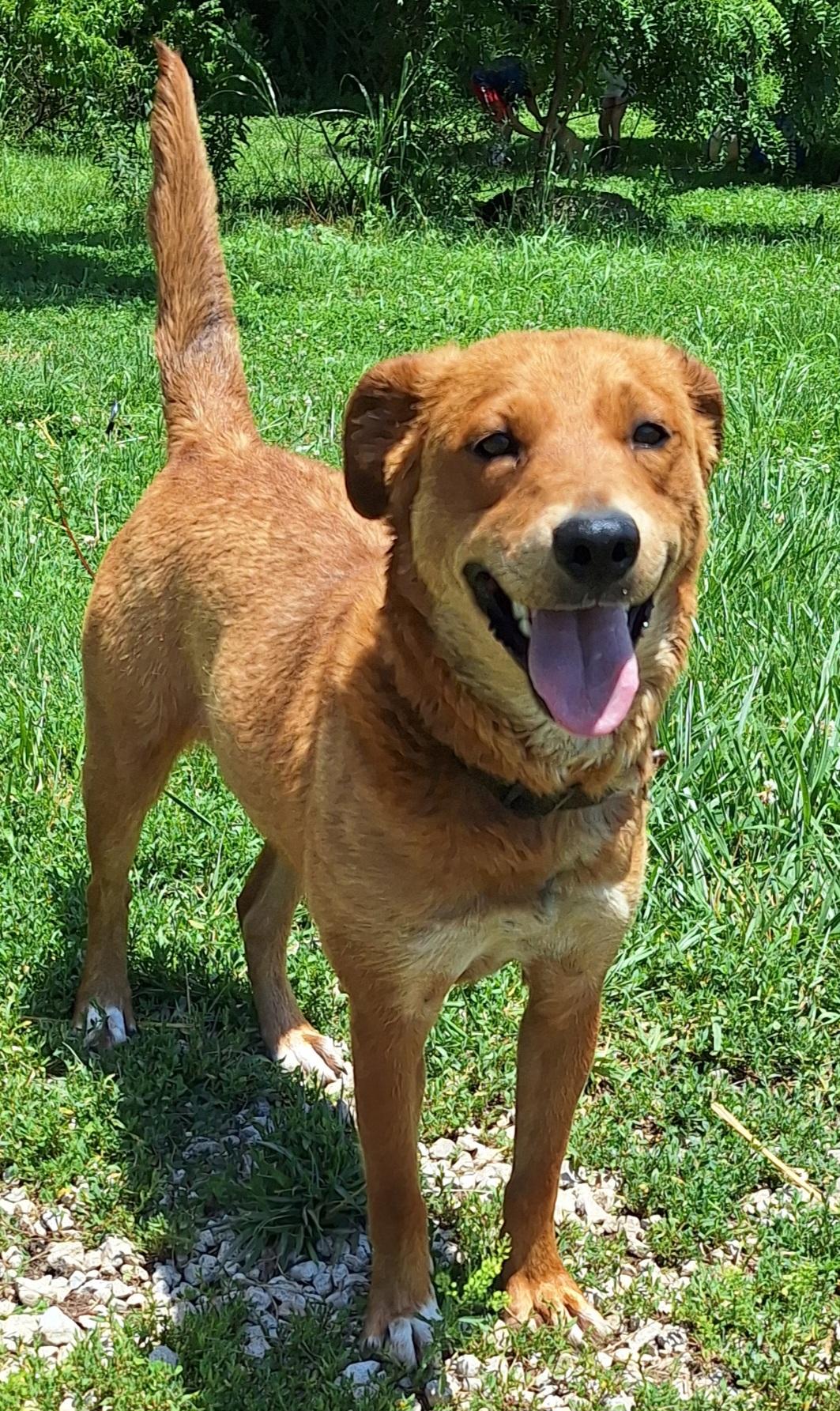 Ruby, an adopted mixed breed in Stanton, KY image 1/4