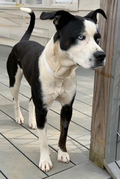 Oreo, Adoptable, Young Male Terrier & Mixed Breed.