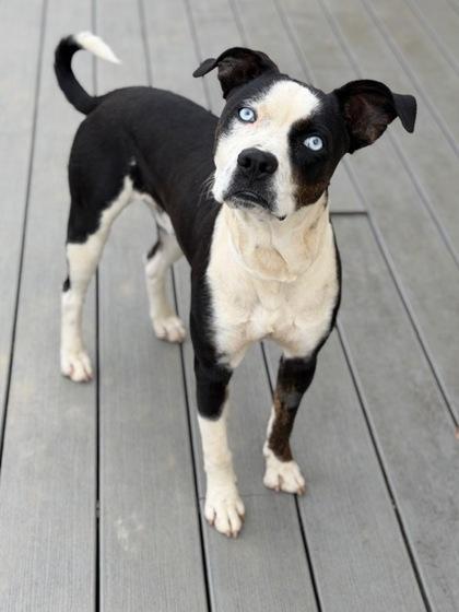 Enlarge Oreo, a Adoptable mixed breed in Malvern, PA image 2/3