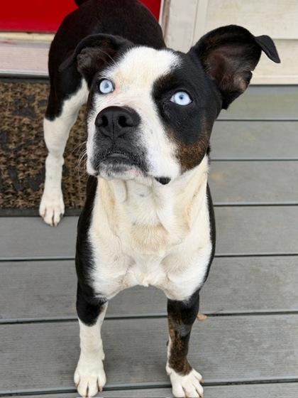 Enlarge Oreo, a Adoptable mixed breed in Malvern, PA image 3/3