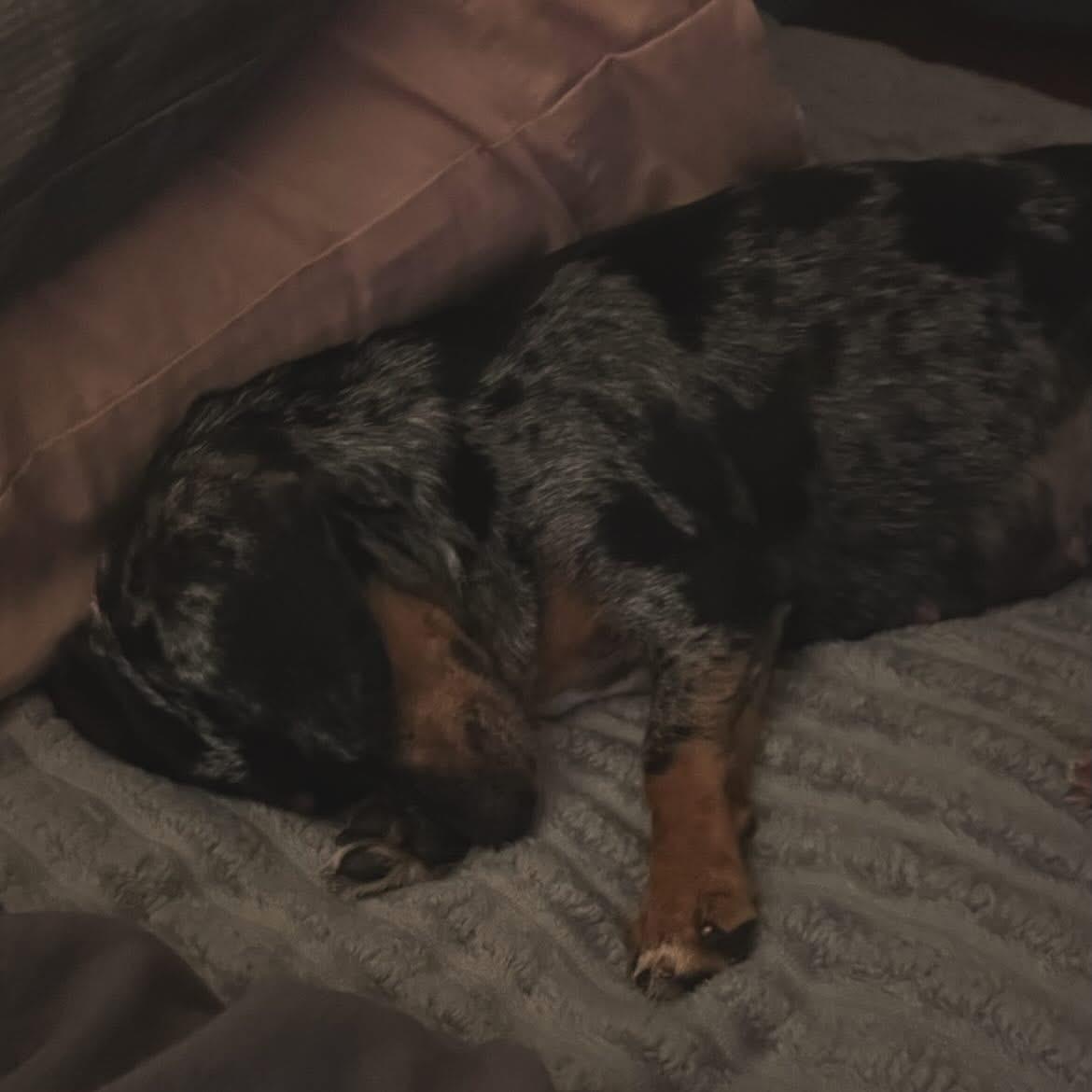 Enlarge Priscilla , a ADOPTABLE Dachshund in West Falls, NY image 4/4