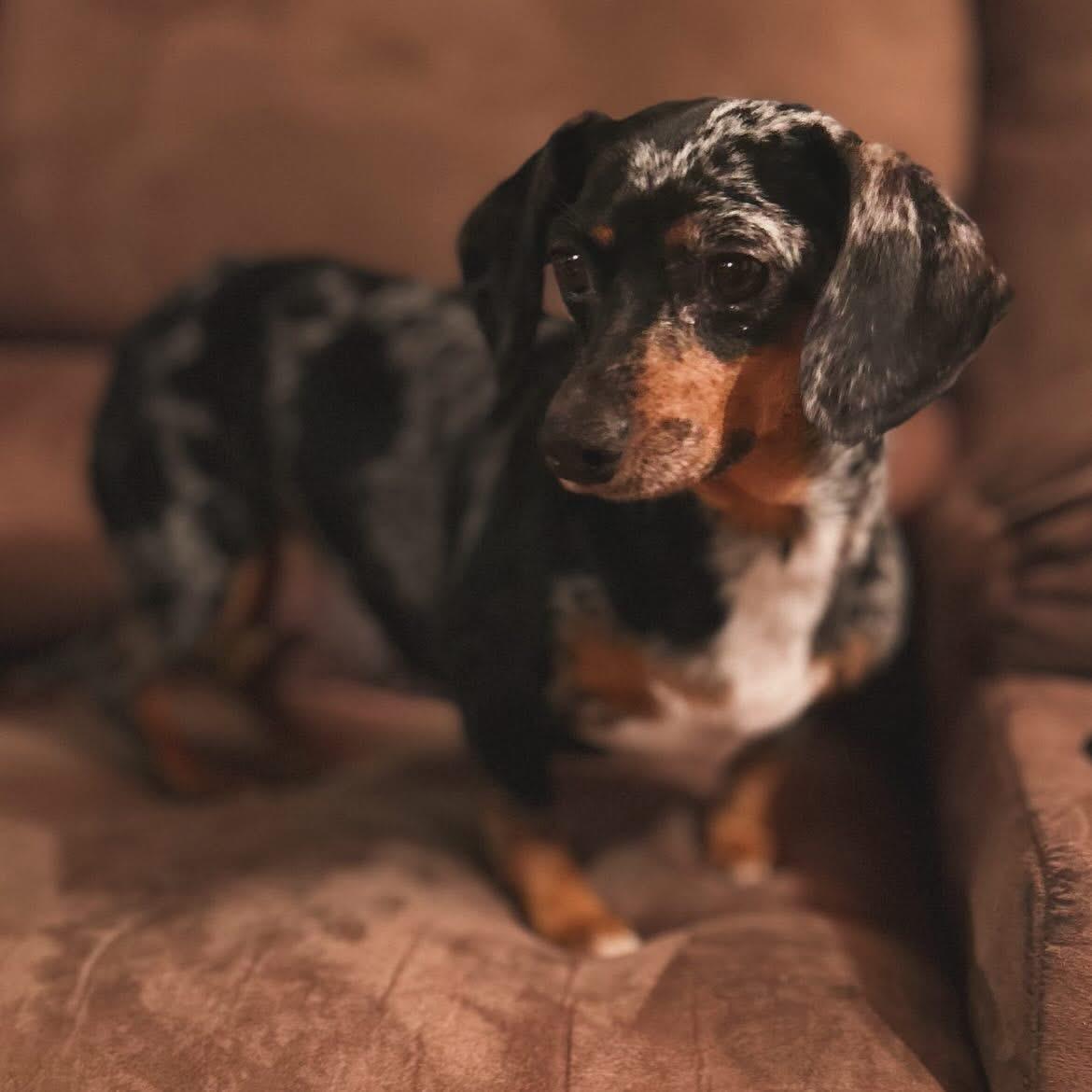 Enlarge Priscilla , a ADOPTABLE Dachshund in West Falls, NY image 3/4