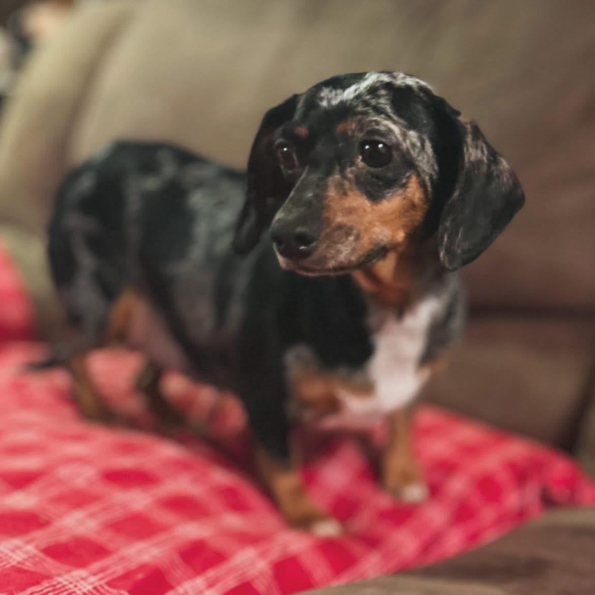 Enlarge Priscilla , a ADOPTABLE Dachshund in West Falls, NY image 2/4