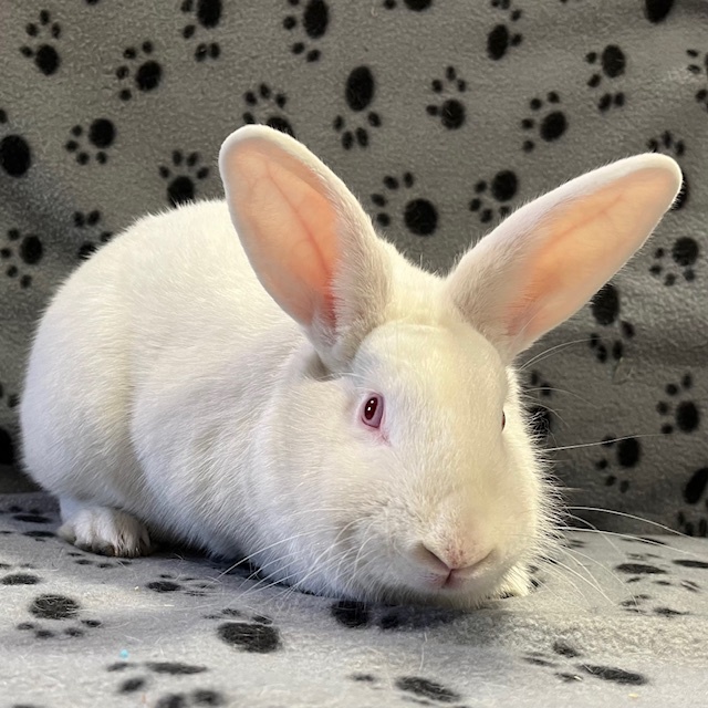 Declan, adoptable, Young Male Californian & American.
