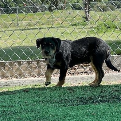 Harbor, an adoptable Australian Cattle Dog / Blue Heeler, Terrier in Ulysses, KS, 67880 | Photo Image 2