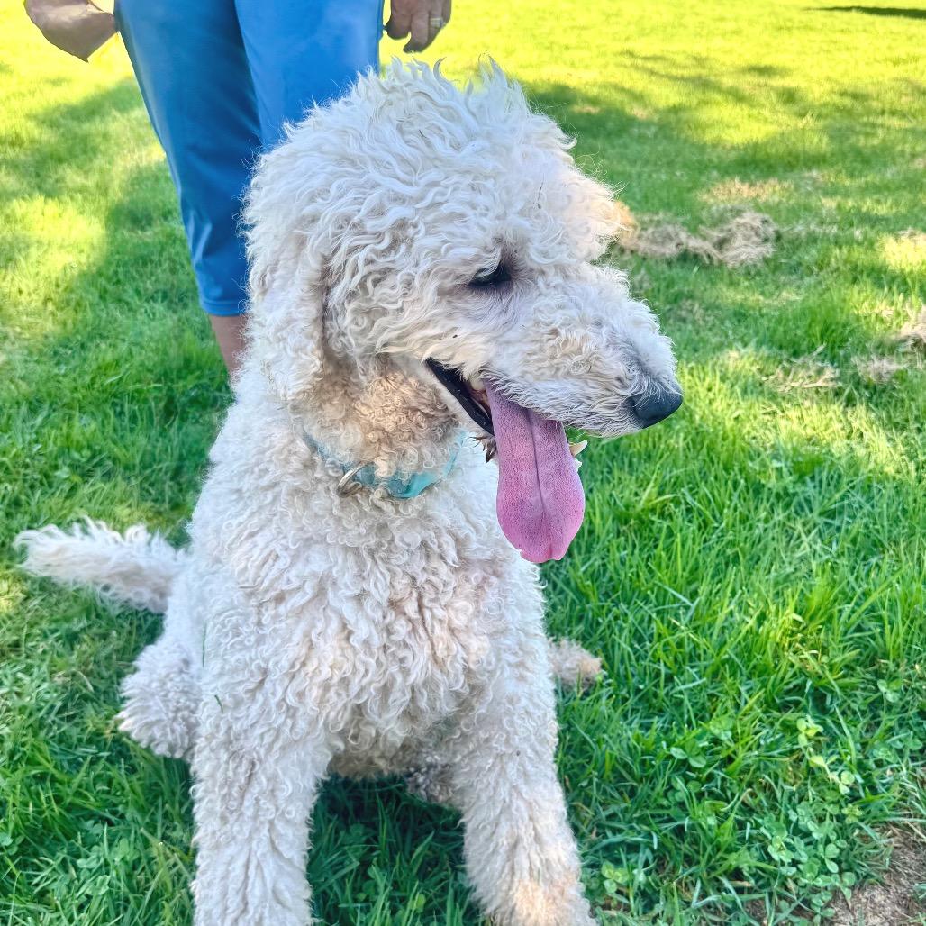 Enlarge Jojo - Chino Hills Location, a Adoptable mixed breed in Chino Hills, CA image 1/3