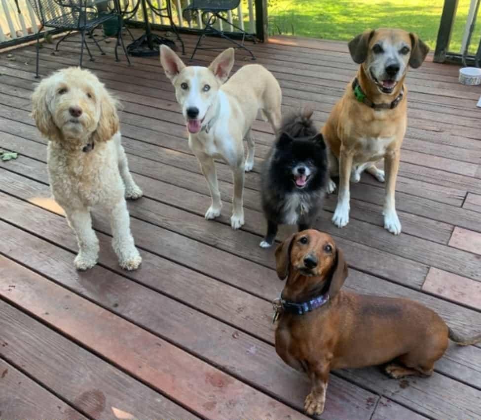 Enlarge Lola, an adopted mixed breed in Plymouth, MA image 4/5