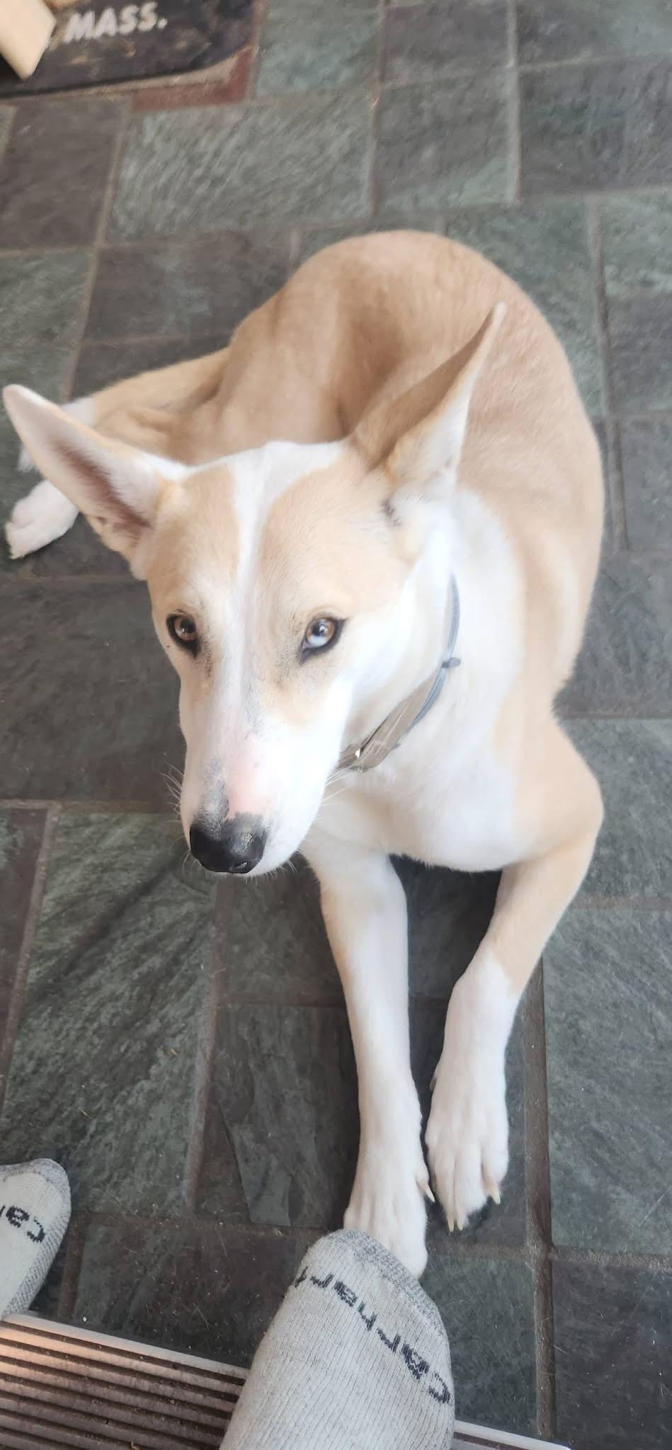 Enlarge Lola, an adopted mixed breed in Plymouth, MA image 2/5