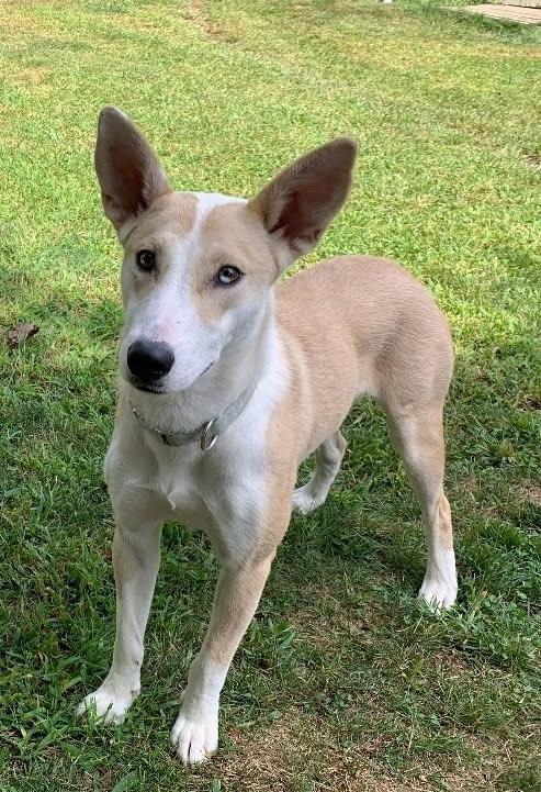 Enlarge Lola, an adopted mixed breed in Plymouth, MA image 3/5